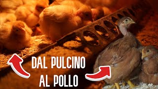 da PULCINO al POLLO  CONSIGLI del RASTAMAN [upl. by Munmro]