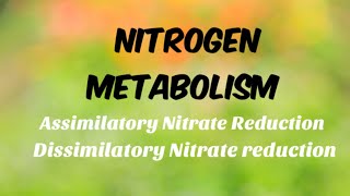 Assimilatory and dissimilatory nitrate reduction  Nitrogen metabolism [upl. by Charla41]