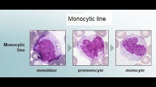 Morphology or Structure of Monocyte Promonocyte and Monoblast Characteristics Features [upl. by Enitsirt]