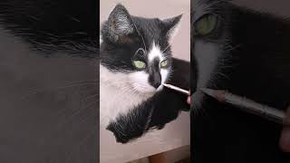 Different Stages Of A Pastel Pet Portrait Commission [upl. by Adekahs821]