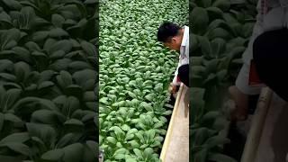 Hydroponic farming farming shorts sheti [upl. by Dorison]