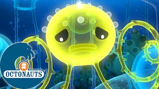 Octonauts  Le siphonophore et les ours aquatiques  Dessins animés pour enfants [upl. by Selassie263]