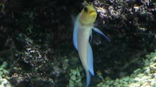 Yellowhead Jawfish digging a burrow  Brunnenbauer  Zoo Leipzig [upl. by Laehcimaj967]