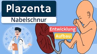 Plazenta und Nabelschnur  Entwicklung und Anatomie einfach erklärt [upl. by Nittirb]