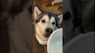 Raw Food Diet Rates High barfdiet malamutelovers alaskanmalamutes [upl. by Sylera573]