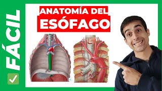 ANATOMIA DEL ESOFAGO [upl. by Taylor135]