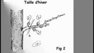 Verger La taille dhiver des arbres fruitiers [upl. by Cogan]