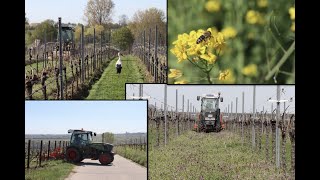 Arbeiten im WeinbergTeil 2 [upl. by Epul]