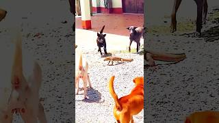 🔥Epic showdown💪dogs vs comodo dragon fight shorts viralvideo dogs animals comododragon [upl. by Asselim]