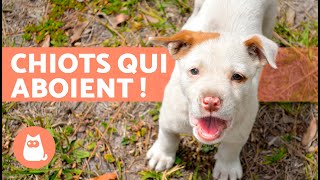 CHIOTS qui ABOIENT 🐶 🔊 vidéo de chiot MIGNON et ADORABLE [upl. by Aneleve]