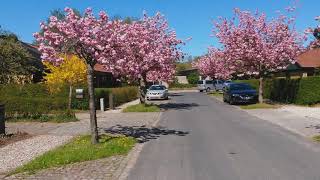 An alley of Prunus Serrulata Kanzan cherry blossom pruned trees blooming [upl. by Hersch216]