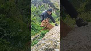 I found a cow getting stuck in a rock while eating grass animalrearing animalfarming ruminants [upl. by Rez]