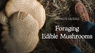 Identifying Dryads Saddle Polyporus Squamosus  Edible Mushrooms UK [upl. by Aitret850]