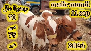 MALIR MANDI RATES 😱 CHOTA MALL MIL GAYA cow pets PETSLOVERBYMAZHAR [upl. by Peers]