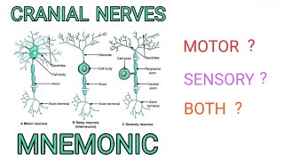 Cranial Nerves  Sensory amp Motor Neurons Mnemonic  Which Nerves do What [upl. by Vtehsta441]