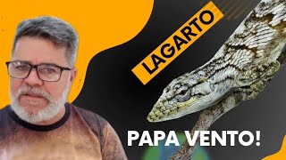 PAPA VENTO TEM VENENO  RELATÓRIO DE RÉPTEIS [upl. by Arihaj656]