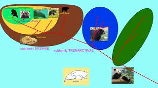 subfamilies of Ursidae [upl. by Ed]