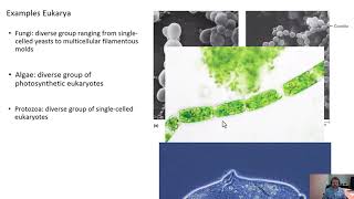 Microbiology Microbes [upl. by Gentry79]