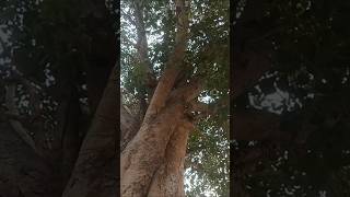 पीपल के पेड़ की पूजा का महत्व क्या हैंshortstreeyoutubeshortsanirudhacharypeepaltree [upl. by Anelrahc]