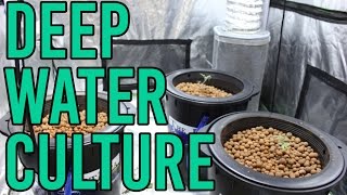 How To Setup a Hydroponic DWC Deep Water Culture System [upl. by Milon]