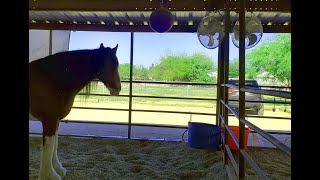 How to cool your horse with a solar powered fan [upl. by Lexi]