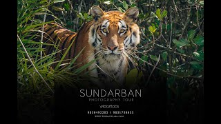 Sundarban Vlog 2022  Sundarban Tiger Sighting  Documentary  Sundarban Boat Safari [upl. by Assirram]