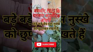 Apamarga PlantAchyranthes Aspera चिड़चिड़ा का पौधा plants shorts [upl. by Ynnek]