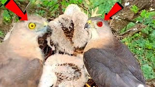 Mother hawk preparing babies for sparrow hunting  Bird Plus Animals [upl. by Huberman]