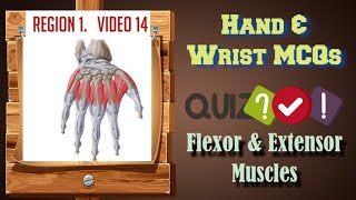 MCQs on Hand and Wrist Flexor and Extensor Muscles Explained  NEET PG USMLE FMGE Anatomy [upl. by Asp]