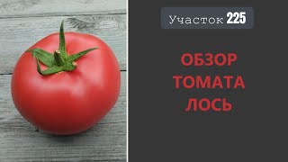 Томат Лось Томат  помидорный автомат [upl. by Claretta]