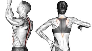 How To Improve Back Posture with Exercise [upl. by Vitek]