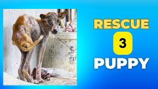 rescued 3 baby dogs  pet or hate [upl. by Tomasine513]