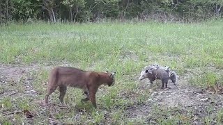 Bobcat vs Possum May 2023 [upl. by Rosemare]