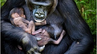 NGayla The Gorilla Gives Birth To TWINS [upl. by Arezzini617]