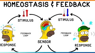 Homeostsis physiology Homeostasis in hindi pyshiology Homeostasis by medicos content [upl. by Ewold]