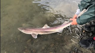 Spiny Dogfish Catch Clean and COOK [upl. by Nnaael]