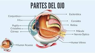 Enfermedades del Ojo [upl. by Navap11]