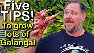 5 Tips How to Grow a Ton of Galangal in Container or Garden Bed [upl. by Olpe]