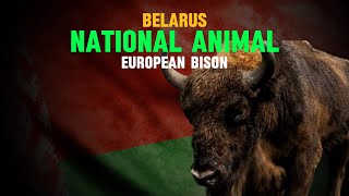 What is the national animal of Belarus [upl. by Hagai]