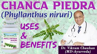 CHANCA PIEDRA PHYLLANTHUS NIRURI  USES AND BENEFITS DR VIKRAM CHAUHANMD  Planet Ayurveda [upl. by Pettifer997]