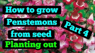 How to grow Penstemon from seed part 4 [upl. by Sayers329]