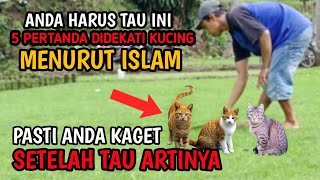 5 ARTI JIKA ANDA DI DEKATI KUCING  MITOS ATAU FAKTA [upl. by Talbot]