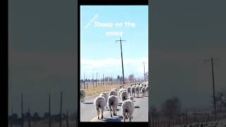 Sea of Sheep around our car farming sheep LilyBellSisters [upl. by Irolam]