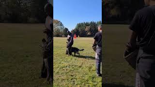 IGP control training💯💯💯 k9protection germanshepherd igp schutzhund [upl. by Larkin874]