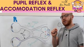 How to Check Pupil Reflexes Response  Consensual and Direct Reaction  Nursing Clinical Skills [upl. by Cuda]