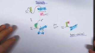 Chem 2 Imines and Enamines [upl. by Tormoria351]