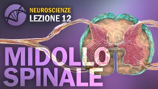 Midollo Spinale Sistema Nervoso Centrale  NEUROSCIENZE  lezione 12 [upl. by Castillo451]