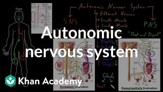 Autonomic nervous system  Organ Systems  MCAT  Khan Academy [upl. by Adrahs220]