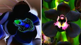 10 Orquídeas Mais LINDAS e CURIOSAS Nativas do BRASIL Que Vão Te Impressionar [upl. by Eenot]