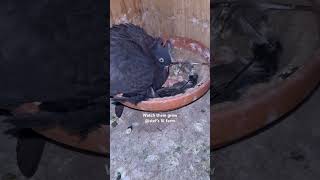 Squabs baby pigeons Stefslilfarm [upl. by Laurianne]